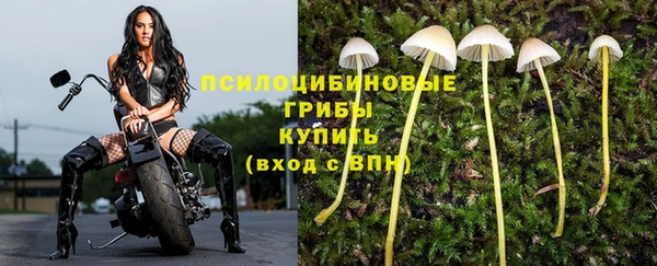 сатива Каменногорск