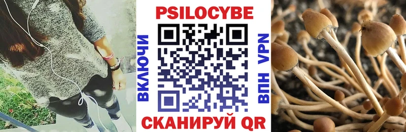 Псилоцибиновые грибы Psilocybe  Курчатов 